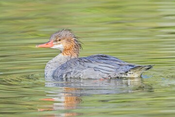 Female common merganser in calm pond.