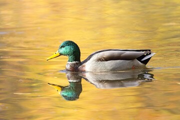 Mallard duck swimming in a calm pond.
