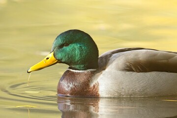 Close up of male mallard in water.