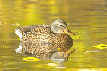Female Mallard swimming in a calm pond.