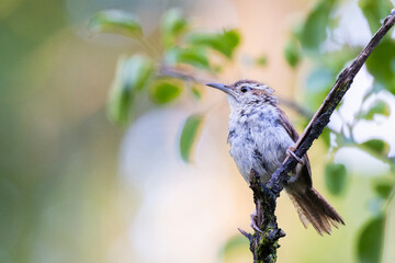 Carolina wren (Thryothorus ludovicianus) in autumn