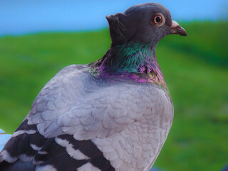 This image captures beauty of a pigeon. The pigeon’s neck displays blend of green, purple, and pink hues, while its soft feathers contrast beautifully against the blurred green background.