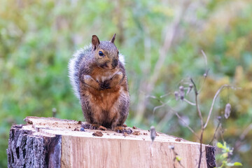 eastern gray squirrel (Sciurus carolinensis)