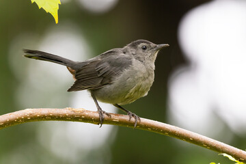 gray catbird (Dumetella carolinensis) in autumn