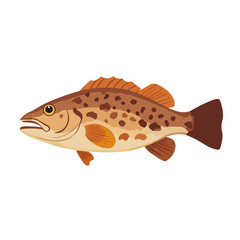 grouper fish