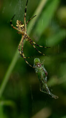 Spider Preying on a Cricket, A close-up shot of a spider skillfully capturing a cricket, showcasing the intricate details of the spider's web and its prey. The image captures the raw beauty of nature'