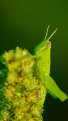Macro Shot of a Cricket on a Leaf, A stunning macro photograph capturing a cricket perched delicately on a green leaf, showcasing its intricate features and textures. The image highlights the vibrant 