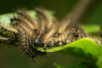 Group of Butterfly Caterpillars Devouring Plant Leaves, A close-up of a group of butterfly caterpillars feasting on plant leaves in a vibrant, lush environment. The image captures their collective