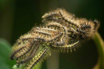 Group of Butterfly Caterpillars Devouring Plant Leaves, A close-up of a group of butterfly caterpillars feasting on plant leaves in a vibrant, lush environment. The image captures their collective