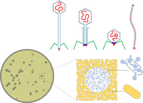 Bacteriophage type and plaque count. Top, from left to right: Family Siphoviridae, Myoviridae, Podoviridae, Inoviridae. Bottom: close-up illustration of the plaque