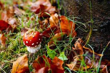 Amanita muscaria mushroom with bright red top and white spots; fly agaric in fall