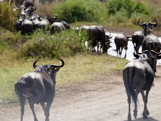 Herd of wildebeest walking on a dirt road in the african savanna