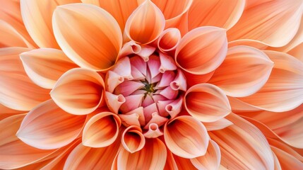 Close-up of a dahlia in full bloom, highlighting intricate petal patterns and vibrant color