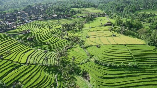 Drone View of Jatiluwih Rice Terrace in Tabanan Bali Indonesia