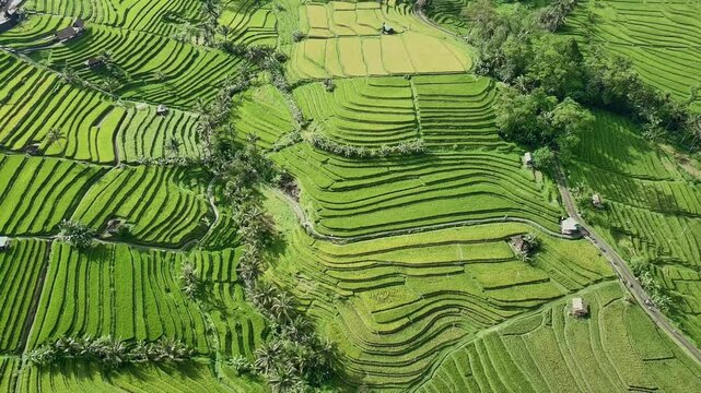Drone View of Jatiluwih Rice Terrace in Tabanan Bali Indonesia