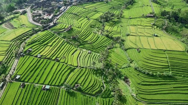 Drone View of Jatiluwih Rice Terrace in Tabanan Bali Indonesia
