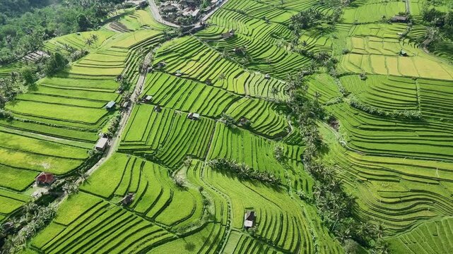 Drone View of Jatiluwih Rice Terrace in Tabanan Bali Indonesia