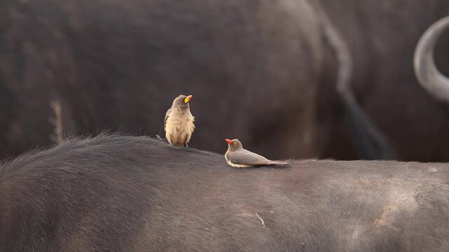 Oxpeckers are two species of birds living in southern Africa, both the Red-billed and yellow-billed oxpeckers are on this Cape Buffalo.