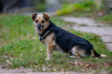 A mixed-breed dog sits on the grass in the fall.