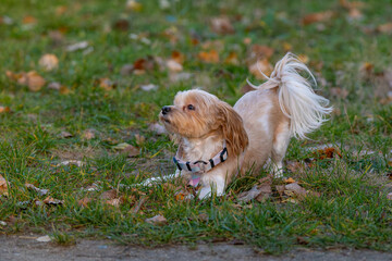 A little cute dog plays in the park in autumn.