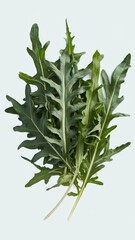 Fototapeta premium Fresh green arugula leaves isolated on white background for culinary use
