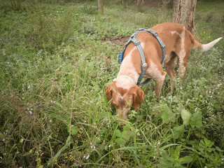 Dog exploring a lush green field in the countryside on a sunny day during spring - Powered by Adobe