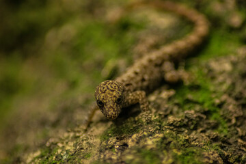 Curious Lizard in Close-Up in Natural Habitat, A lizard in profile looks directly at the camera, capturing attention with its inquisitive gaze. The image is set in a natural environment, highlighting 
