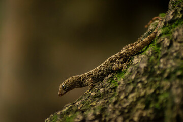 Curious Lizard in Close-Up in Natural Habitat, A lizard in profile looks directly at the camera, capturing attention with its inquisitive gaze. The image is set in a natural environment, highlighting 