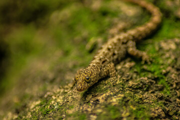 Curious Lizard in Close-Up in Natural Habitat, A lizard in profile looks directly at the camera, capturing attention with its inquisitive gaze. The image is set in a natural environment, highlighting 