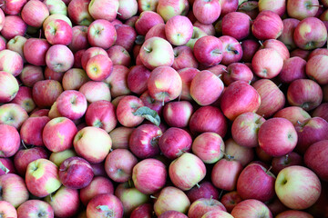 Agricultural crop of Washington State Autumn Glory apples