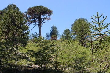 Beautiful landscape of patagonia argentina