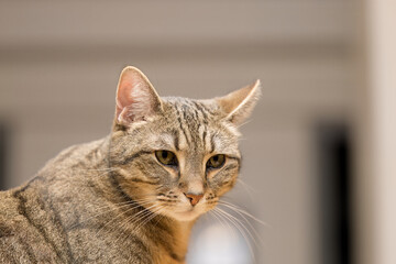 Tabby Cat Close-Up with Intense Stare and Detailed Fur