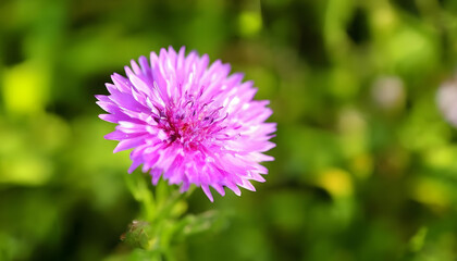 thistle flower, generative ai