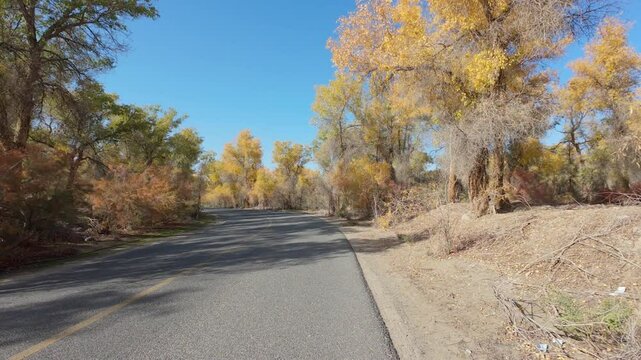 Walking on road passing through populus euphratica forest in Gobi desert with yellow foliage in Tarim Populus euphratica Forest Park, Xinjiang, China, 4k real time POV footage.