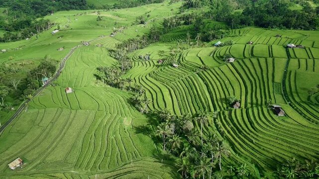 Drone View of Jatiluwih Rice Terrace in Tabanan Bali Indonesia