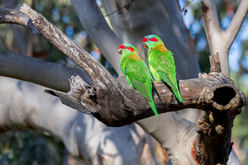 Masked Lorikeets 