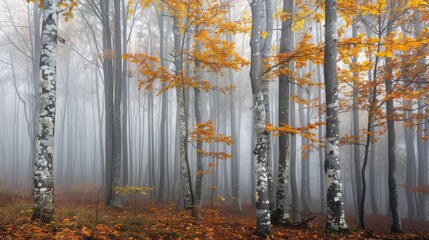 Fototapeta premium Foggy fall woods in Europe