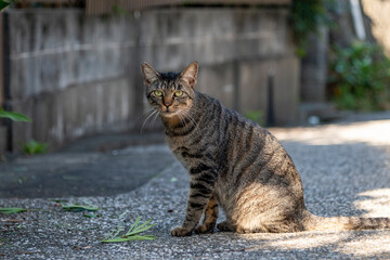 横須賀2411　地域猫2　ひなたぼっこ