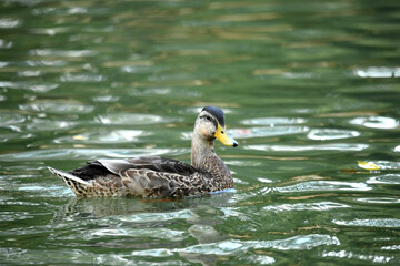 Mallard Ducks