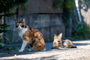 横須賀2411　地域猫1　ひなたぼっこ