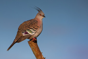 Australian crested pigeon 