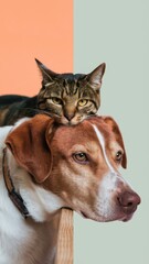 Brown Dog with Collar and Tabby Cat Sitting Above Head, Both Looking Forward