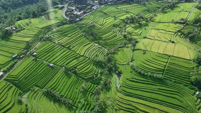 Drone View of Jatiluwih Rice Terrace in Tabanan Bali Indonesia