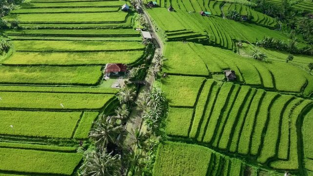 Drone View of Jatiluwih Rice Terrace in Tabanan Bali Indonesia