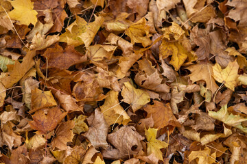 Brown and yellow fall leaves, maple leaves on ground, close up