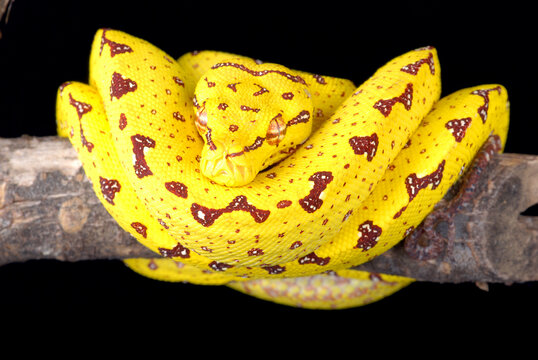 Green Tree Python (Morelia viridis). Yellow phase.