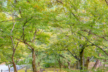 Beautiful trees in Japan