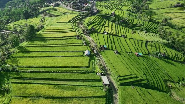 Drone View of Jatiluwih Rice Terrace in Tabanan Bali Indonesia