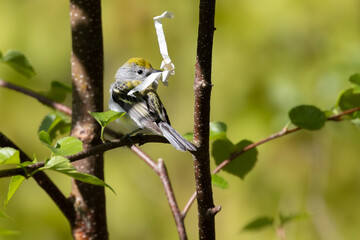 Female Chestnut-sided Warbler with nest material