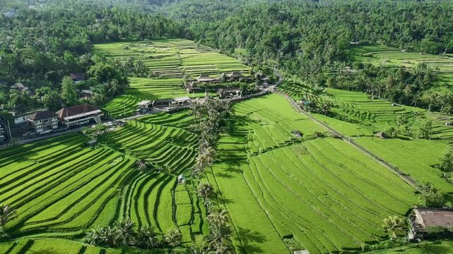Drone View of Jatiluwih Rice Terrace in Tabanan Bali Indonesia